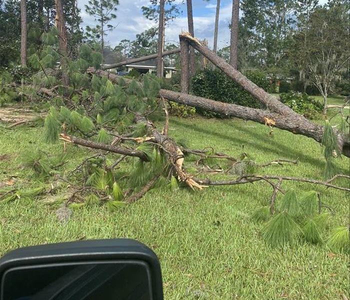 Tree down from hurricane damage